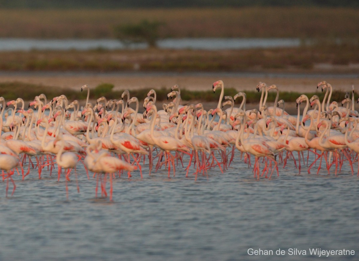 Phoenicopterus roseus Pallas, 1811